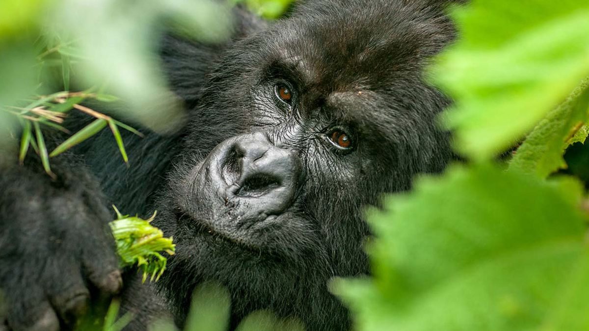 Uganda Safaris